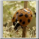 Harmonia axyridis - Asiatischer Marienkaefer 22.jpg